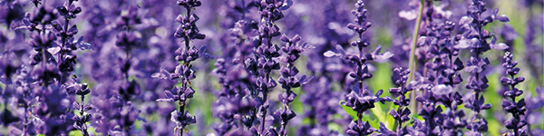 VISUELS DECO JARDIN2