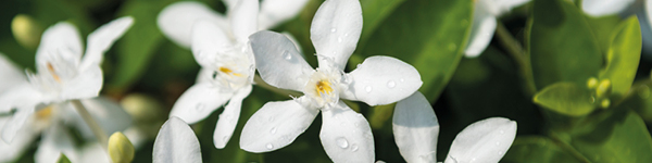 VISUELS DECO JARDIN5