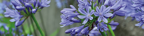 VISUELS DECO JARDIN5