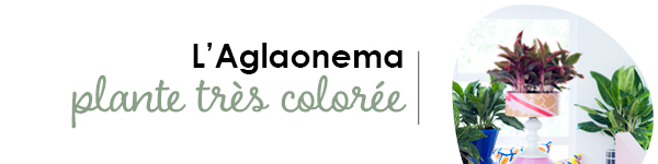 VISUELS ROTATION CULTURES2