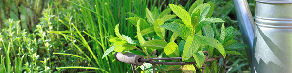 VISUELS ROTATION CULTURES2