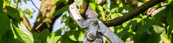 VISUELS ROTATION CULTURES2