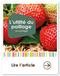 2022 01 VIGNETTES ARTICLES3