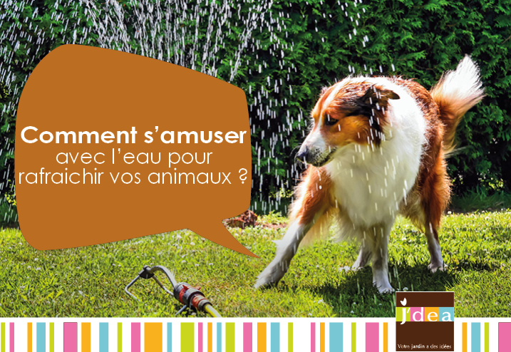 Comment s’amuser avec l’eau pour rafraichir vos animaux ?