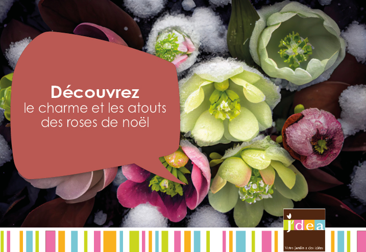 Découvrez le charme et les atouts des roses de Noël