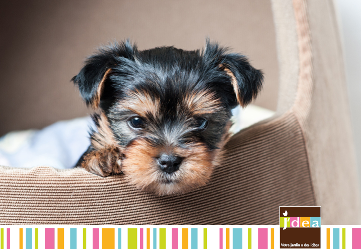 Mon chien reprend le travail ! 