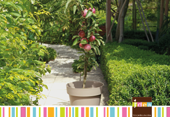 Les fruitiers pour petits jardins : quand récolter devient facile ! 