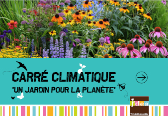 Le retour des plantes vivaces : durables, généreuses et faciles à vivre