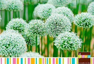 jdea allium mount esverest 