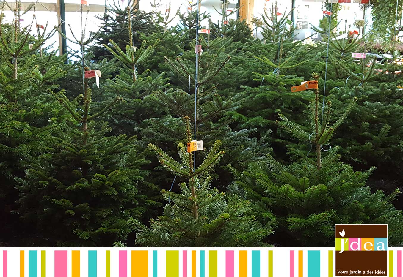 jdea comment choisir son sapin de noel